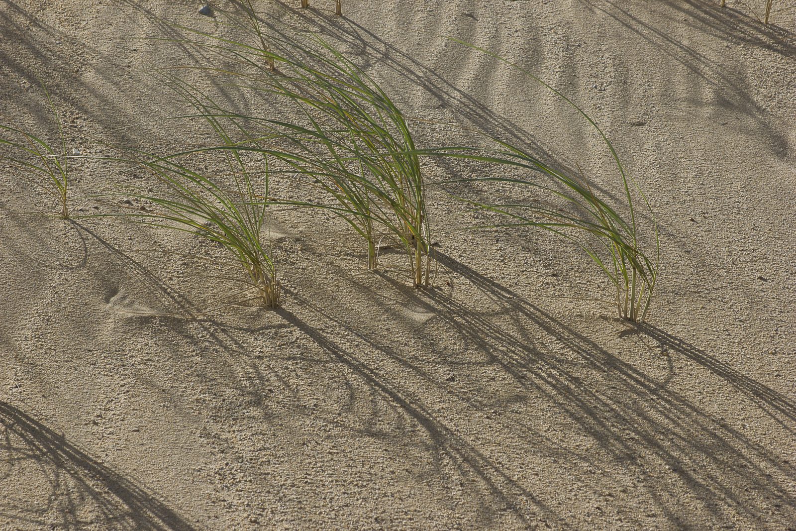 Blades of beach grass bending in the wind and tracing circles in the sand
