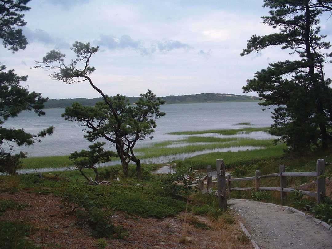 A trail through pines overlooking marsh and water at Great Island