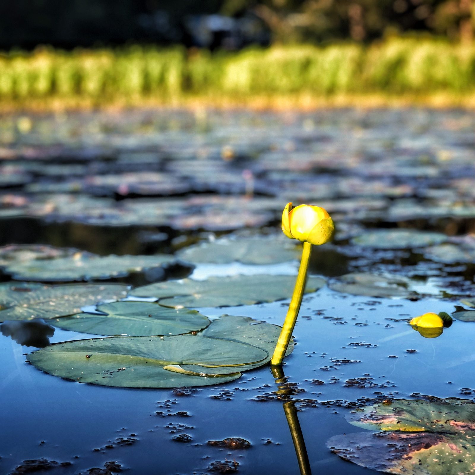 A yellow water lily rising above lily pads on Gull Pond