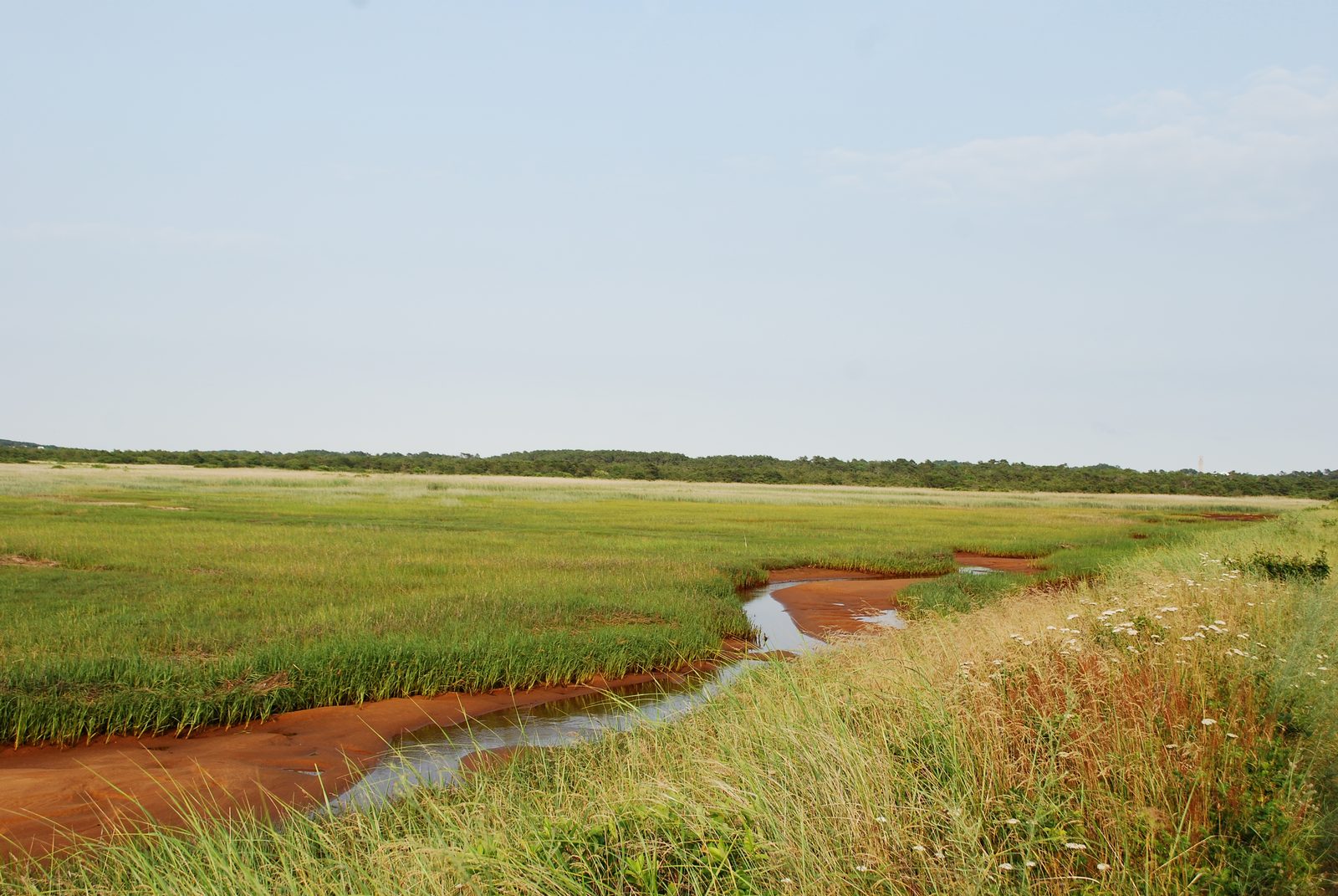 A tidal creek cutting through tall green marsh grass