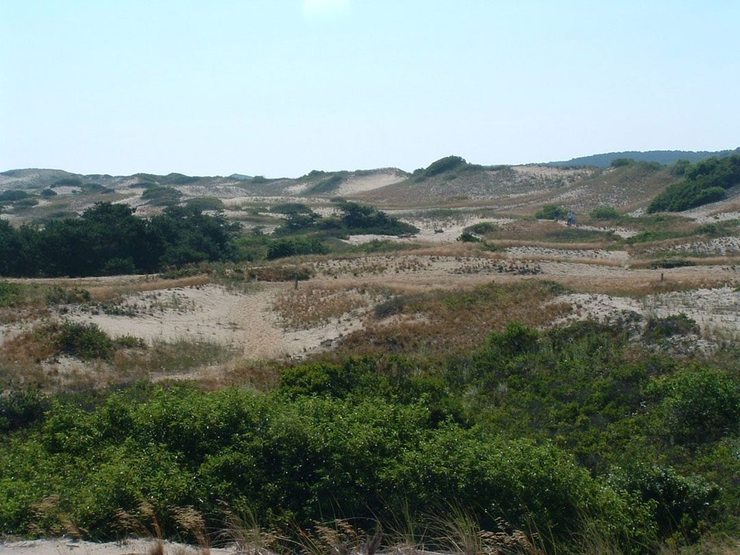 Sand dunes and low green scrub in the Province Lands