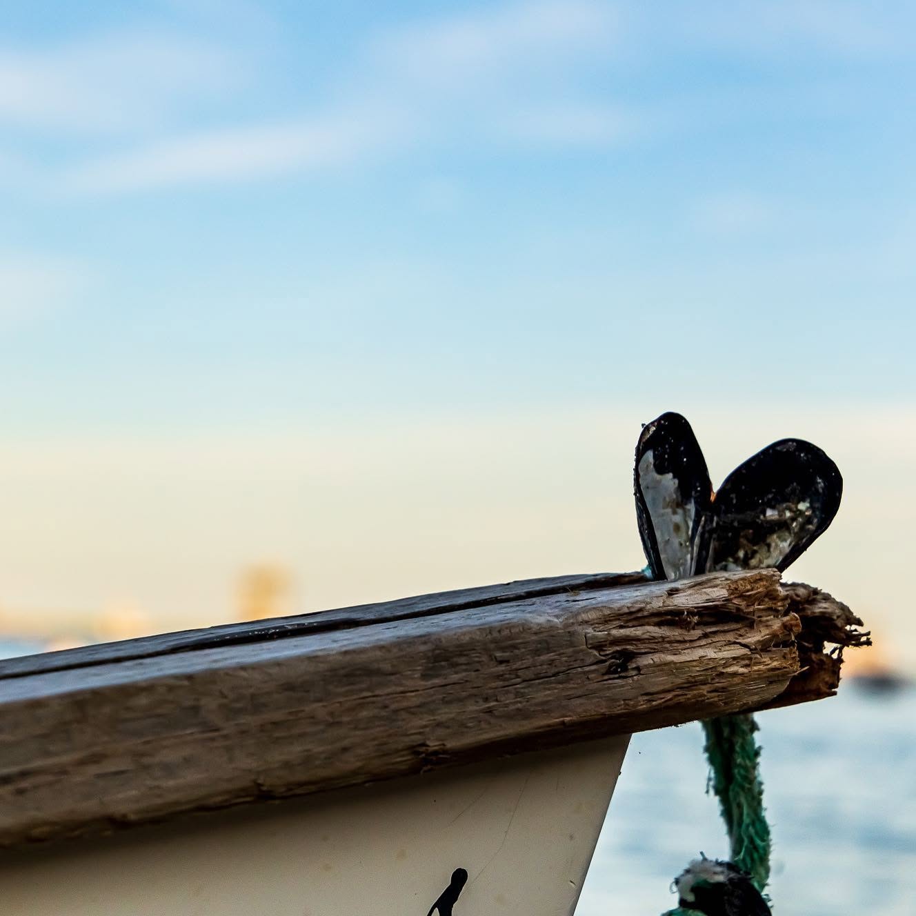 The weathered wooden bow of a boat crusted with mussel shells, with water and sky behind